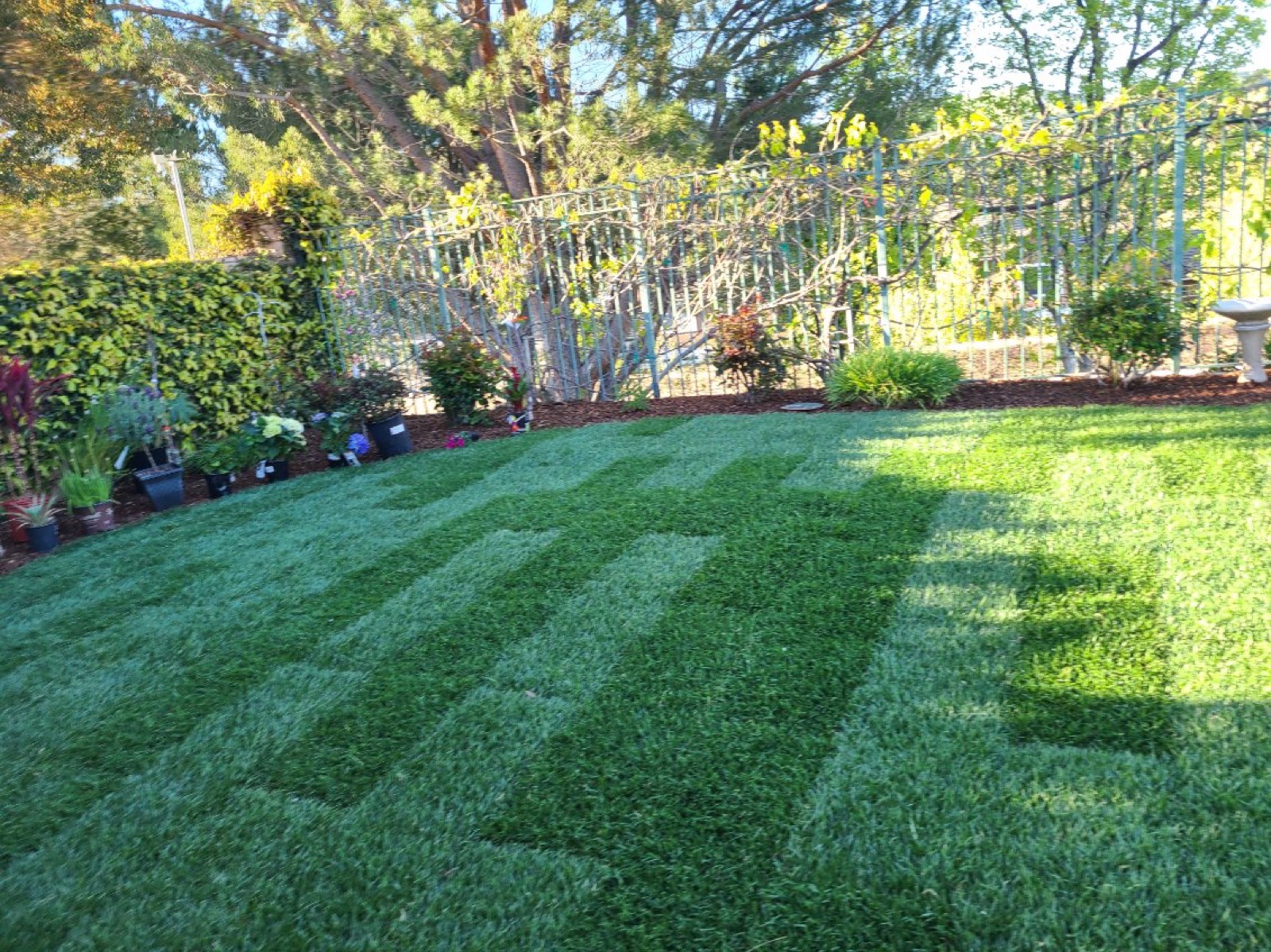 Recent lawn maintenance project by Inigue'z Landscaping